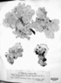 Nephroma arcticum image